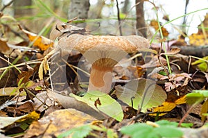 Lactarius torminosus. Edible mushroom