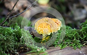 Lactarius torminosus growing in a green moss