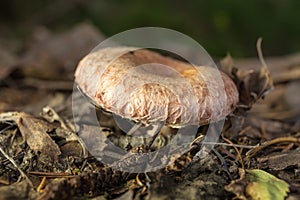 Lactarius torminosus