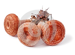 Lactarius torminosus