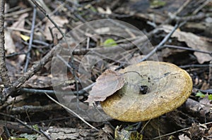 Lactarius turpis mushroom