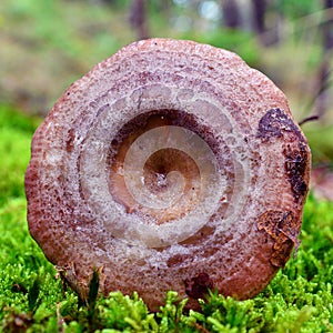 Lactarius uvidus mushroom