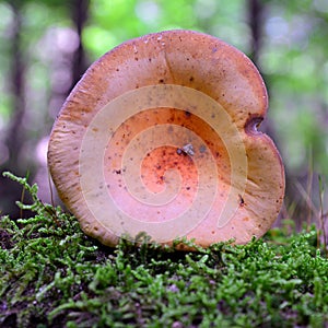Lactarius volemus mushroom
