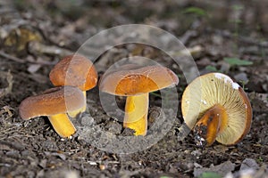 Lactarius volemus,or orange lactarius,is a species of basidiomycete fungus in the family Russulaceae.