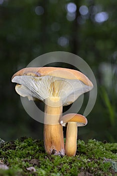 Lactarius volemus,or orange lactarius,is a species of basidiomycete fungus in the family Russulaceae