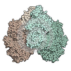 Lactase (Kluyveromyces lactis beta-galactosidase) enzyme. Lactose digesting protein isolated from yeast that is used to prepare