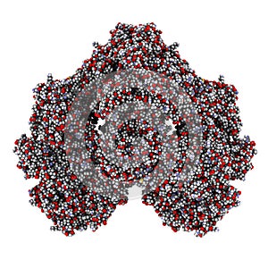 Lactase (Kluyveromyces lactis beta-galactosidase) enzyme. Lactose digesting protein isolated from yeast that is used to prepare