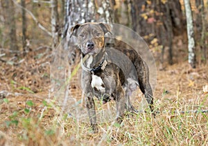 Lactating brindle female Pitbull Terrier Dog outside with collar