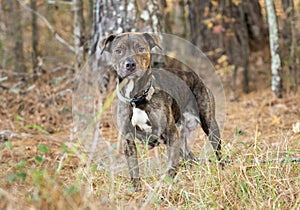 Lactating brindle female Pitbull Terrier Dog outside with collar photo