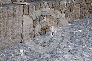 A lactating female cat with swollen mammary glands is on the road in the old town of Lindos, Rhodes, Greece