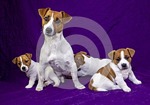 Lactating female jack russell terrier playing with her puppies on violet background