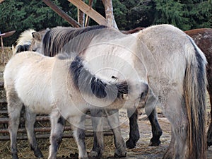Lactating mare foal, South Bohemia