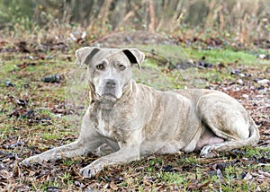 Lactating nursing mother pitbull terrier dog laying down outside