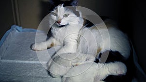 Lactating tricolor cat with two newborn kittens in a cardboard box