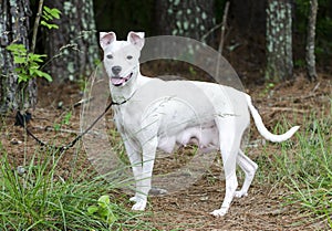 Lactating white Pitbull Terrier mixed breed dog photo