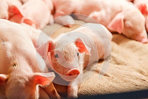 Lactation piglet photo