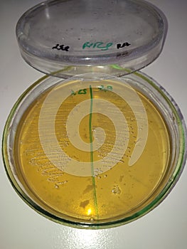 lactic acid bacteria on a petri dish