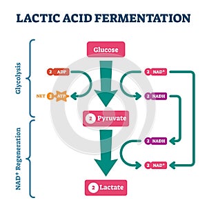 Lactic acid fermentation process scheme, labeled vector illustration diagram photo
