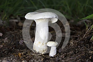 Lactifluus or Lactariu piperatus commonly known as the blancaccio, is a semi-edible basidiomycete fungus of the genus Lactifluus. photo