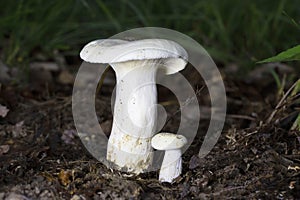 Lactifluus or Lactariu piperatus commonly known as the blancaccio, is a semi-edible basidiomycete fungus of the genus Lactifluus.