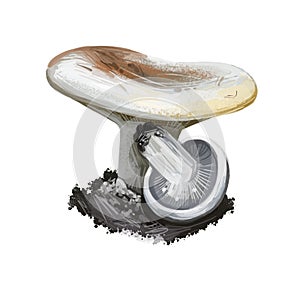 Lactifluus or Lactarius deceptivus, deceiving milkcap mushroom closeup digital art illustration. Fungi have white cap. Mushrooming photo