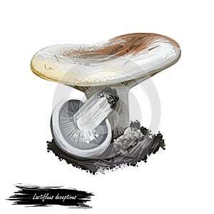 Lactifluus or Lactarius deceptivus, deceiving milkcap mushroom closeup digital art illustration. Fungi have white cap. Mushrooming photo