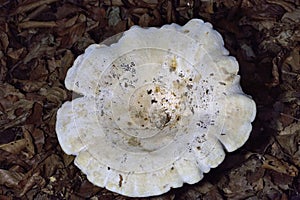Lactifluus vellereus commonly known as the fleecy milk-cap, is a quite large fungus in the genus Lactifluus