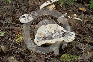 Lactifluus vellereus  fleecy milk cap