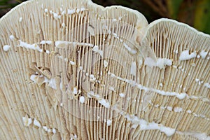 Lactifluus vellereus  fleecy milk cap