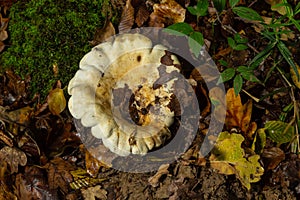 Lactifluus vellereus formerly Lactarius vellereus fungus in the forest photo