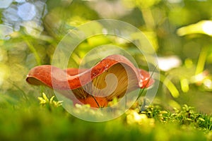 Lactifluus volemus mushroom