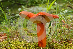 Lactifluus volemus mushroom