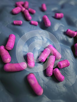 The lactobacillus - close up