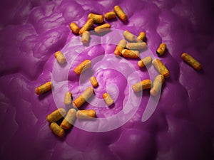 The lactobacillus - close up