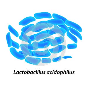 Lactobacillus. Probiotic. Lactobacillus acidophilus. Infographics. Vector illustration on isolated background. photo