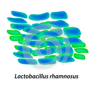 Lactobacillus. Probiotic. Lactobacillus rhamnosus. Infographics. Vector illustration on isolated background.