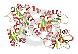 Lactoferrin protein. Lactoferrin is an iron-binding protein that is part of the innate immune system. It is involved in the