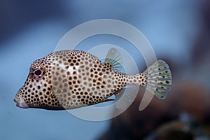 Lactophrys triqueter,smooth trunkfish