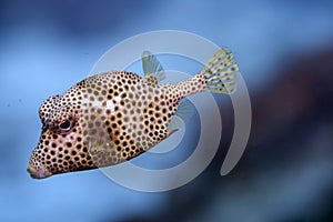 Lactophrys triqueter,smooth trunkfish