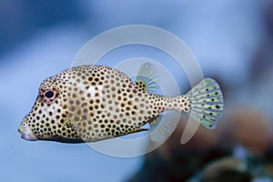 Lactophrys triqueter; Smooth trunkfish