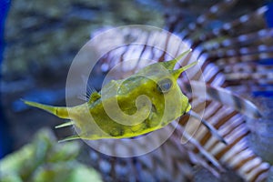 Lactoria Cornuta Closeup  photo