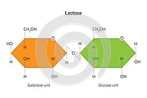 Lactose is a disaccharide sugar.