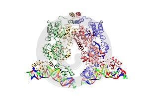 Lactose operon repressor of E. coli bound to 21-base pair symmetric operator DNA