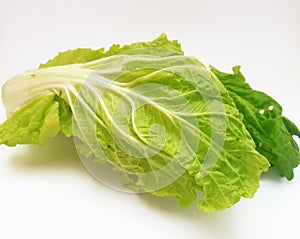 Lactuca sativa or commonly called lettuce with graded colors