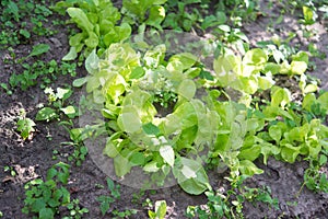 Lactuca sativa green leaves.