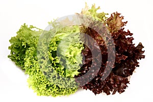 Lactuca sativa lettuce_green red