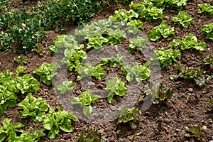 Lactuca sativa var. crispa, green butterhead and Lollo Rossa red leaf lettuces crops growing in the kitchen garden