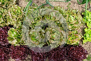 Lactuca sativa var. crispa, green butterhead and Lollo Rossa red leaf lettuces growing in the kitchen garden