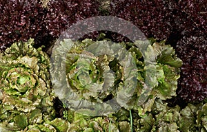 Lactuca sativa var. crispa, green butterhead and Lollo Rossa red leaf lettuces growing in the kitchen garden