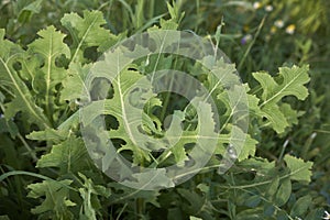 Lactuca serriola plant photo